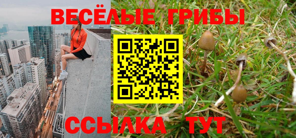 Псилоцибиновые грибы мицелий  Псилоцибиновые грибы Psilocybe  где купить наркоту  Котовск  Вход с VPN 